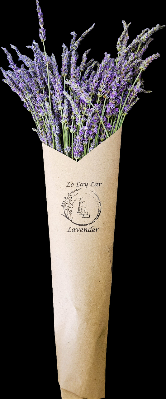 Dried Phenomenal Lavender