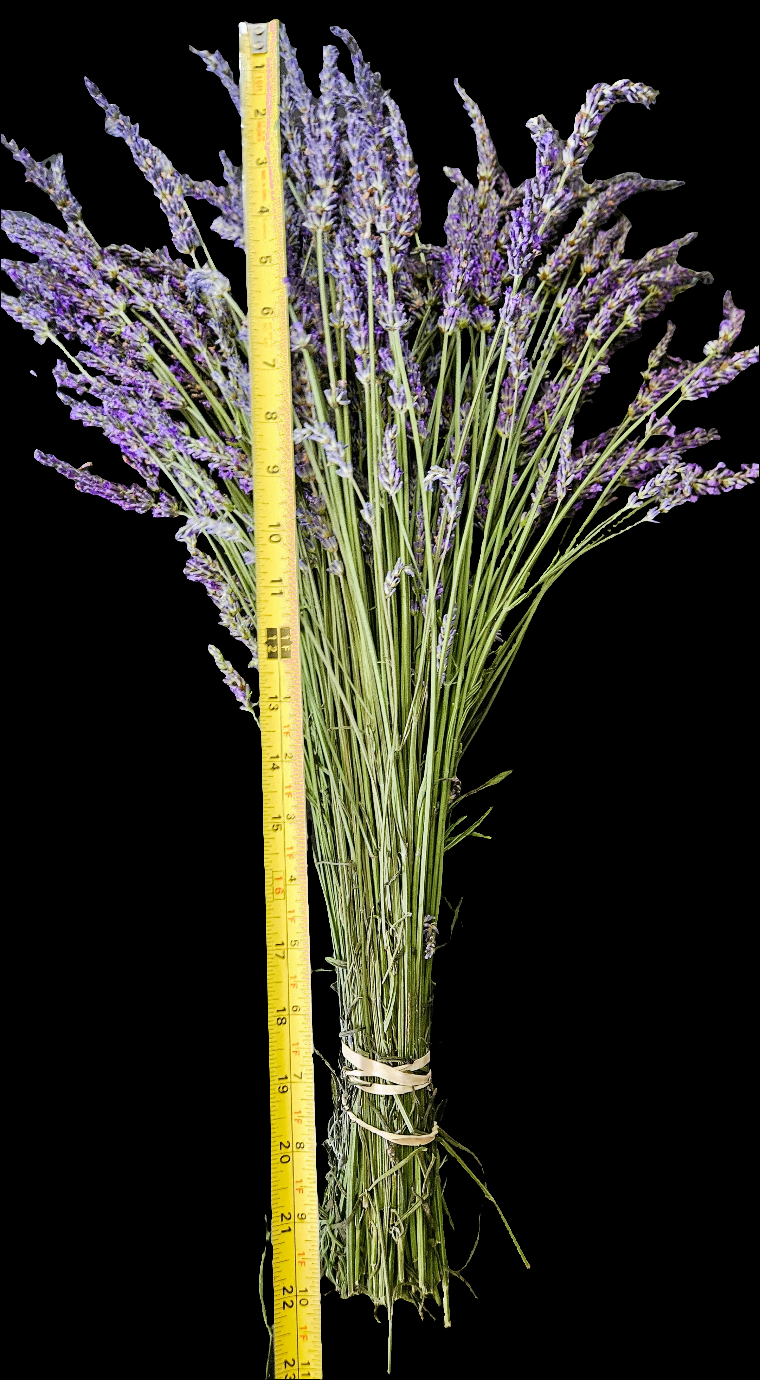 Dried Phenomenal Lavender